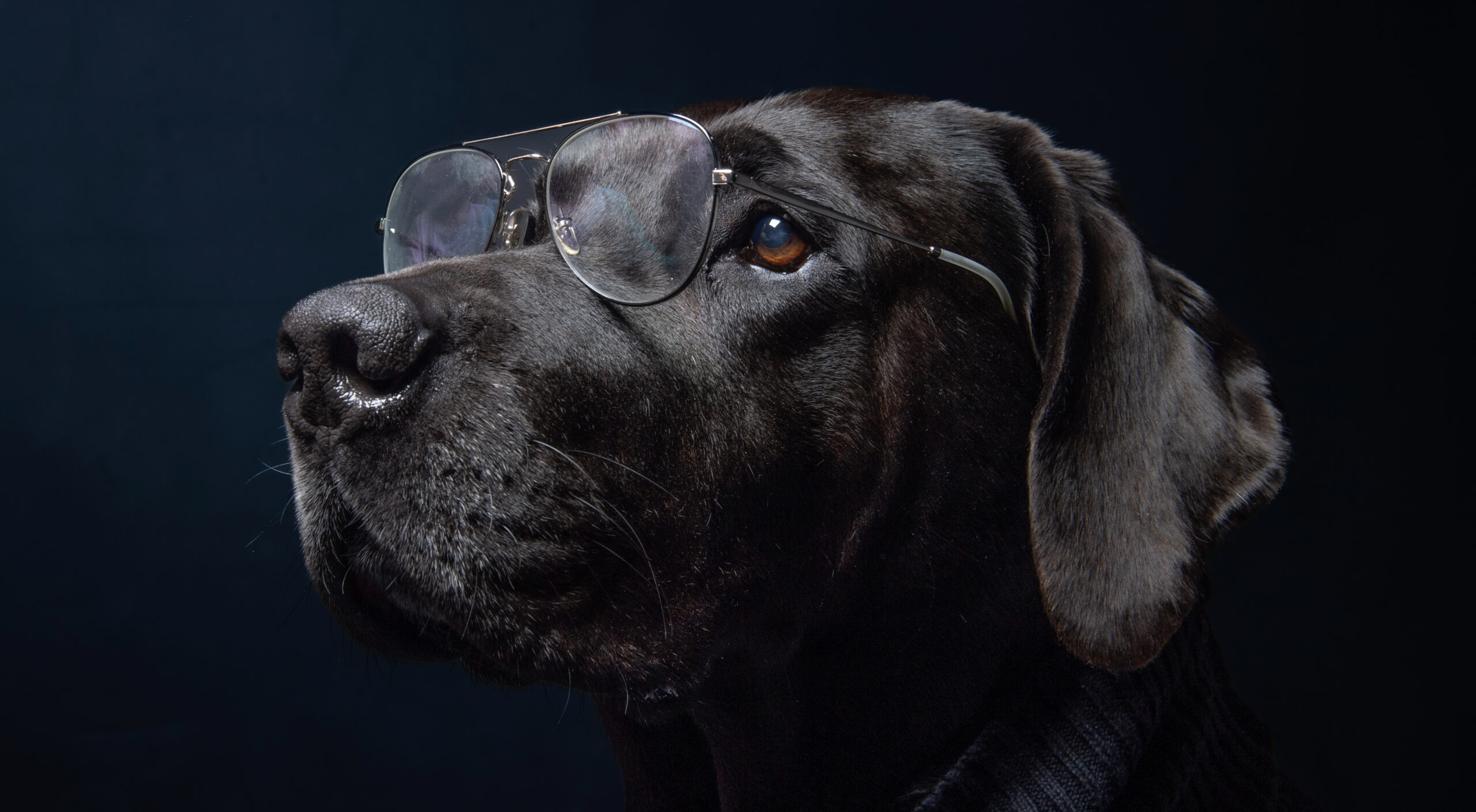 Hunde